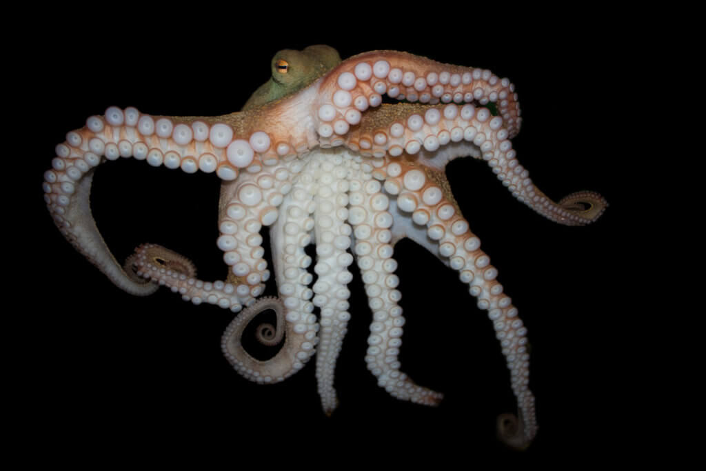 Ein Oktopus
